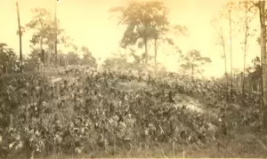 The Big Mound site in present-day J. W. Corbett Wildlife Management Area, in Palm Beach County, 1916.